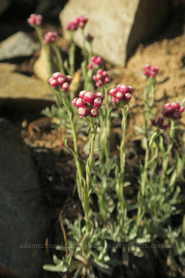 rosy pussy-toes (Antennaria rosea (Antennaria microphylla)) [Pacific Crest Trail, Okanogan-Wenatchee National Forest, Whatcom County, Washington]