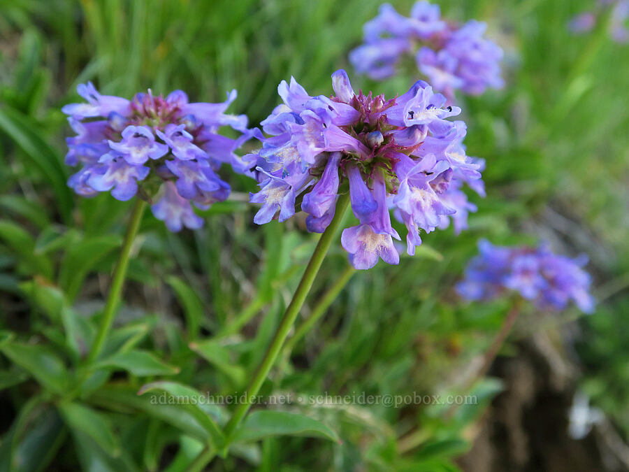 small-flowered penstemon (Penstemon procerus) [Pacific Crest Trail, Okanogan-Wenatchee National Forest, Okanogan County, Washington]