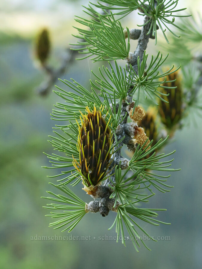 subalpine larch cones & needles (Larix lyallii) [Pacific Crest Trail, Okanogan-Wenatchee National Forest, Okanogan County, Washington]