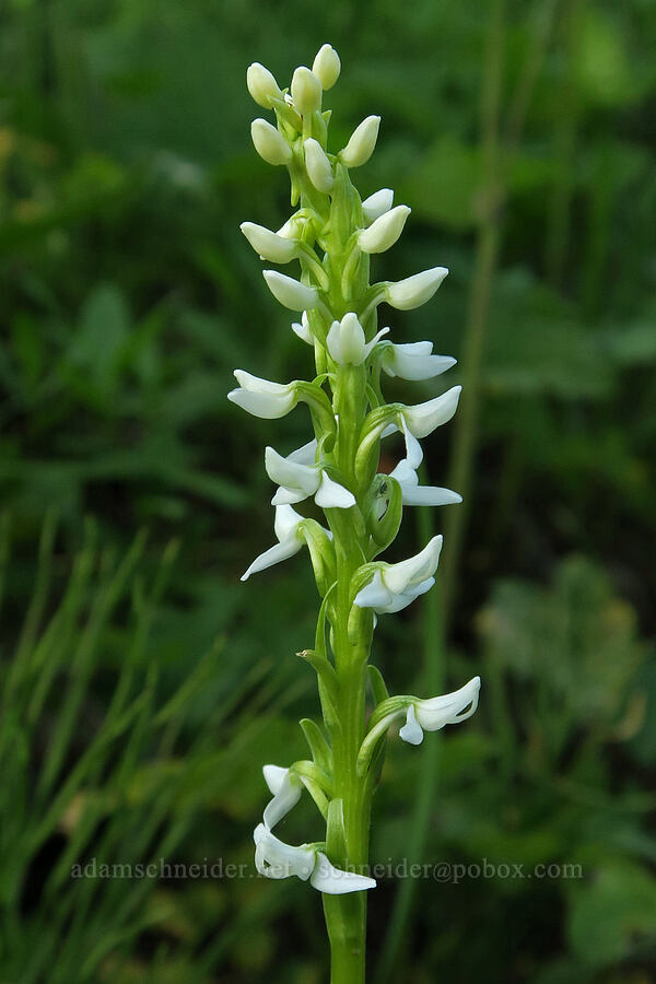 white bog orchid (Platanthera dilatata (Habenaria dilatata)) [Forest Road 5400, Okanogan-Wenatchee National Forest, Okanogan County, Washington]