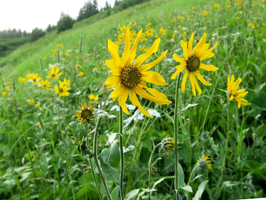 Douglas' sunflowers (Helianthella uniflora var. douglasii) [Forest Road 5400, Okanogan-Wenatchee National Forest, Okanogan County, Washington]