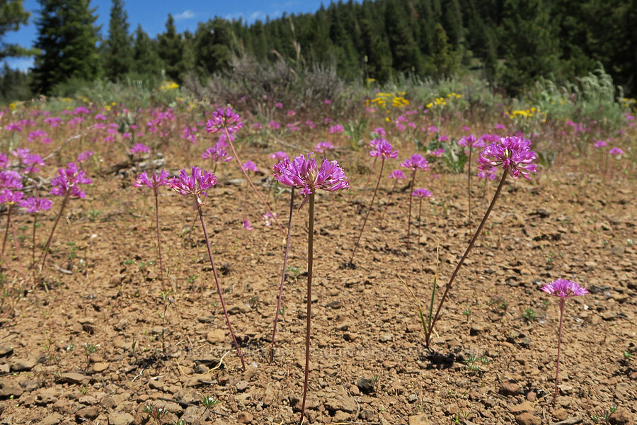 taper-tip onions (Allium acuminatum) [Forest Road 3615, Fremont-Winema National Forest, Lake County, Oregon]
