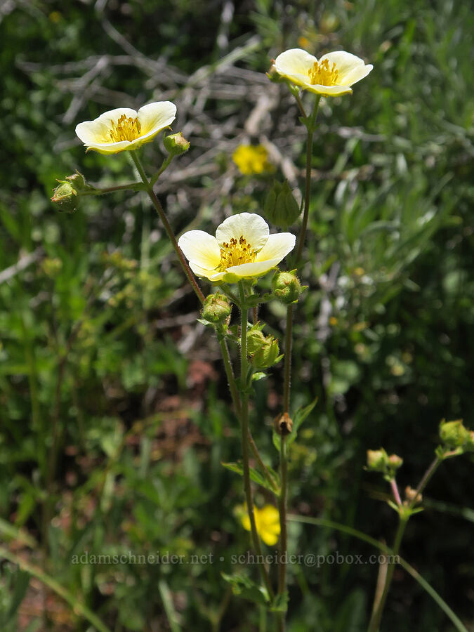 Nevada cinquefoil (Drymocallis lactea var. lactea (Potentilla glandulosa var. nevadensis)) [Forest Road 3615-018, Fremont-Winema National Forest, Lake County, Oregon]
