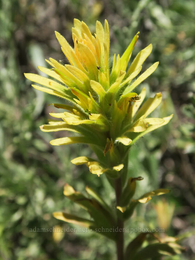 yellow wavy-leaf paintbrush (Castilleja applegatei var. pinetorum) [Fremont National Recreation Trail, Fremont-Winema National Forest, Lake County, Oregon]