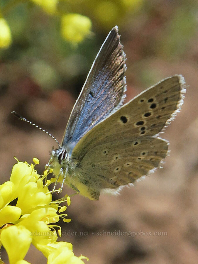 Boisduval's blue butterfly on buckwheat (Icaricia icarioides (Plebejus icarioides), Eriogonum umbellatum) [Fremont National Recreation Trail, Fremont-Winema National Forest, Lake County, Oregon]