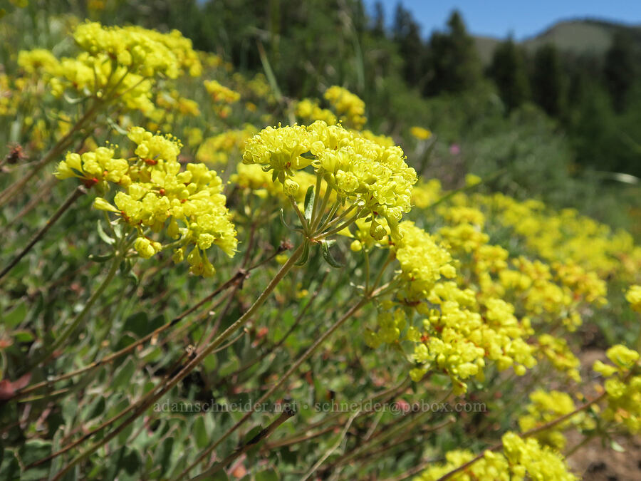sulphur-flower buckwheat (Eriogonum umbellatum) [Fremont National Recreation Trail, Fremont-Winema National Forest, Lake County, Oregon]