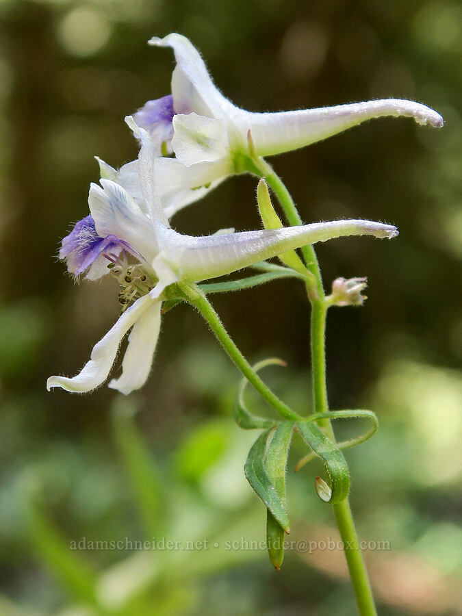 white upland larkspur (Delphinium nuttallianum) [Fremont National Recreation Trail, Fremont-Winema National Forest, Lake County, Oregon]