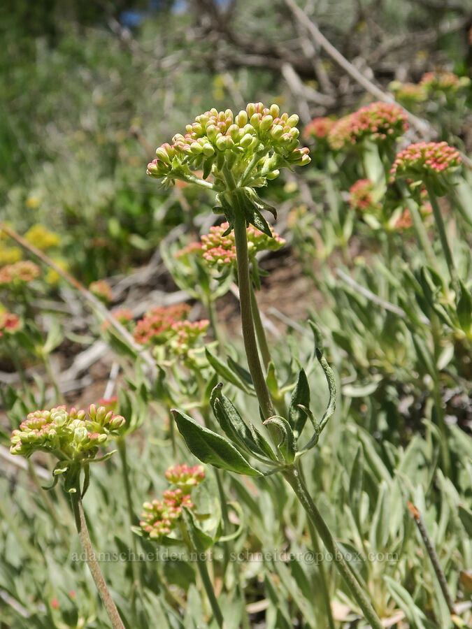 parsnip-flower buckwheat (Eriogonum heracleoides) [Fremont National Recreation Trail, Fremont-Winema National Forest, Lake County, Oregon]