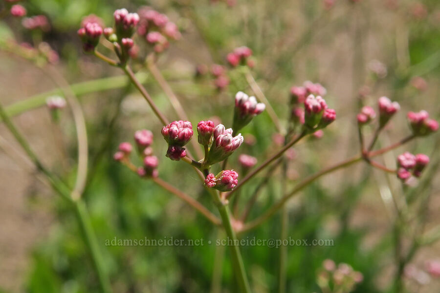 tall buckwheat (Eriogonum elatum) [Fremont National Recreation Trail, Fremont-Winema National Forest, Lake County, Oregon]