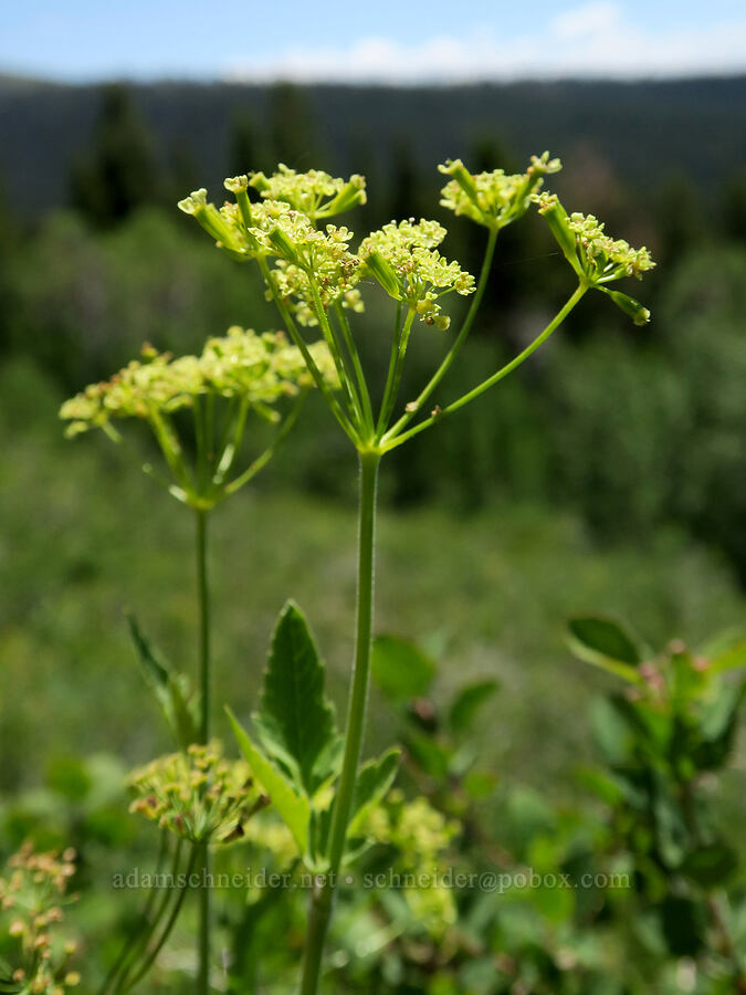 western sweet-cicely (Osmorhiza occidentalis) [Fremont National Recreation Trail, Fremont-Winema National Forest, Lake County, Oregon]