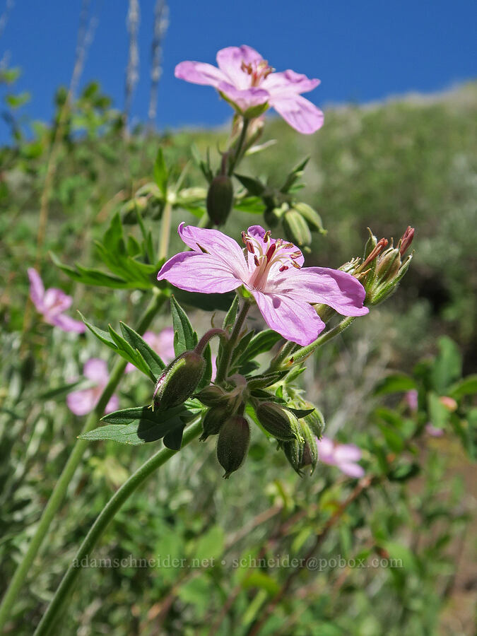 sticky geranium (Geranium viscosissimum) [Fremont National Recreation Trail, Fremont-Winema National Forest, Lake County, Oregon]