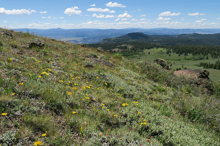 wildflowers [Twelvemile Peak, Fremont-Winema National Forest, Lake County, Oregon]