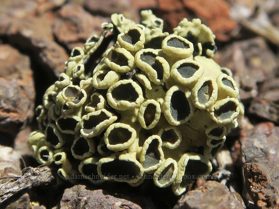 green rock-posy lichen (?) (Rhizoplaca melanophthalma) [Twelvemile Peak, Fremont-Winema National Forest, Lake County, Oregon]