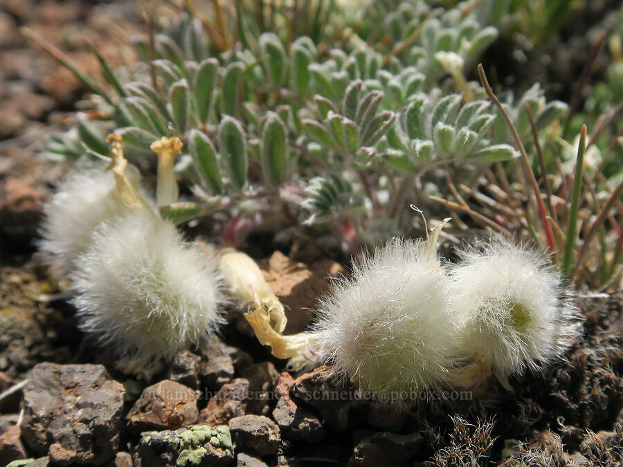 woolly-pod milk-vetch (Astragalus purshii) [Twelvemile Peak, Fremont-Winema National Forest, Lake County, Oregon]