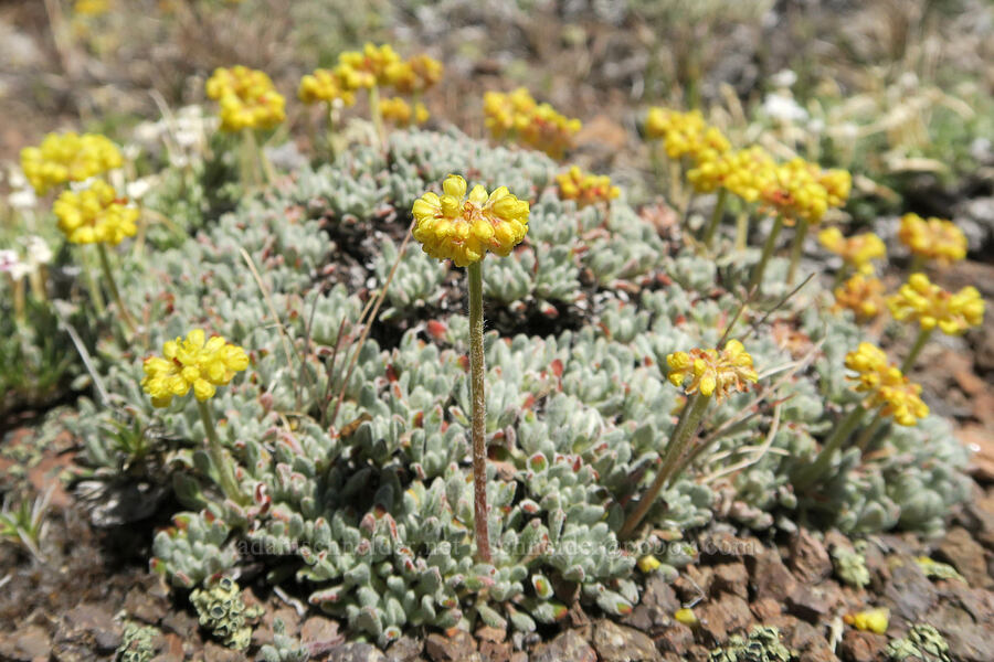 matted buckwheat (Eriogonum caespitosum (Eriogonum cespitosum)) [Twelvemile Peak, Fremont-Winema National Forest, Lake County, Oregon]