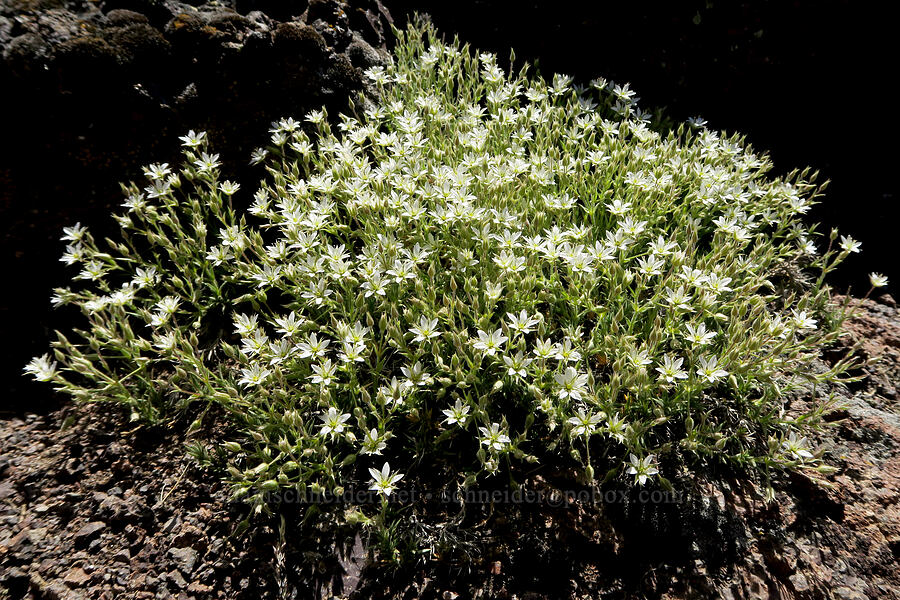 brittle sandwort (Minuartia nuttallii var. fragilis (Sabulina nuttallii var. fragilis)) [Twelvemile Peak, Fremont-Winema National Forest, Lake County, Oregon]