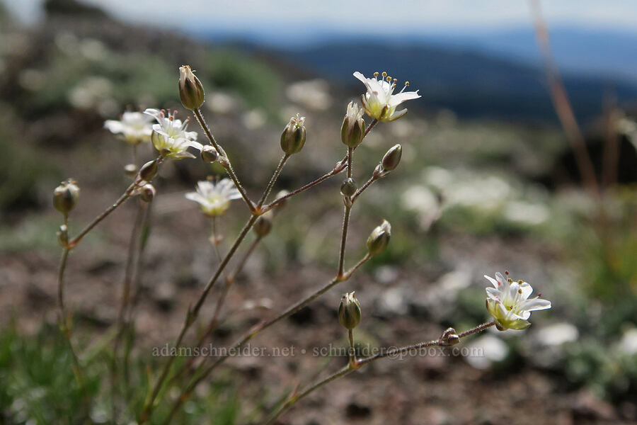 sandwort (Eremogone sp. (Arenaria sp.)) [Twelvemile Peak, Fremont-Winema National Forest, Lake County, Oregon]