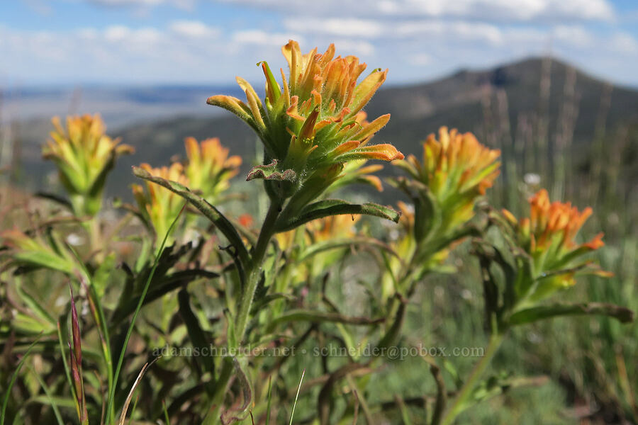 wavy-leaf paintbrush (Castilleja applegatei var. pinetorum) [Twelvemile Peak, Fremont-Winema National Forest, Lake County, Oregon]