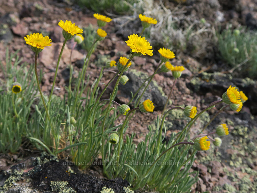 desert yellow fleabane (Erigeron linearis) [Twelvemile Peak, Fremont-Winema National Forest, Lake County, Oregon]