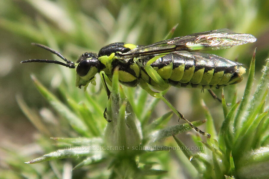 sawfly (Rhogogaster sp.) [Twelvemile Peak, Fremont-Winema National Forest, Lake County, Oregon]