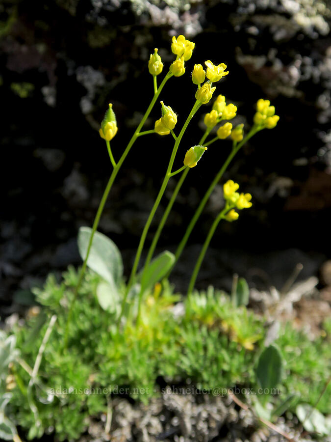 dense-leaf draba (Draba densifolia) [Twelvemile Peak, Fremont-Winema National Forest, Lake County, Oregon]
