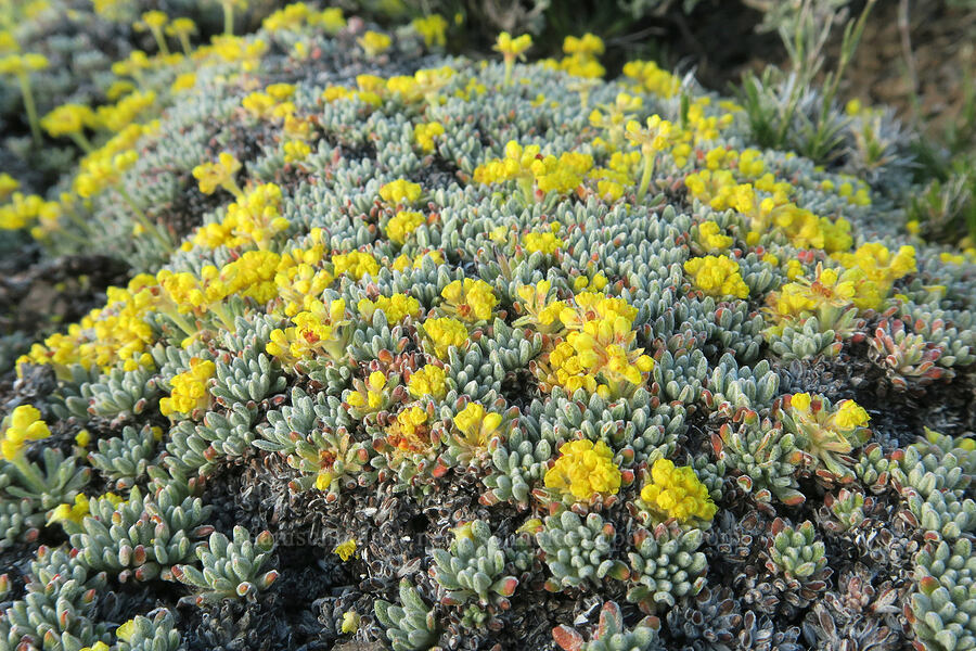 matted buckwheat (Eriogonum caespitosum (Eriogonum cespitosum)) [Twelvemile Peak, Fremont-Winema National Forest, Lake County, Oregon]