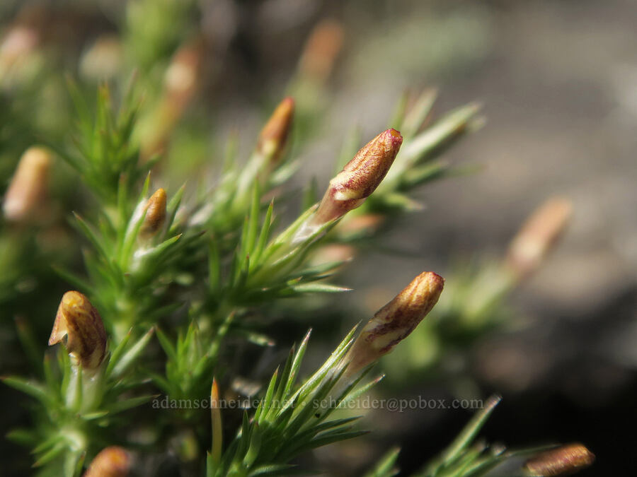 granite prickly-phlox (Linanthus pungens (Leptodactylon pungens)) [Twelvemile Peak, Fremont-Winema National Forest, Lake County, Oregon]