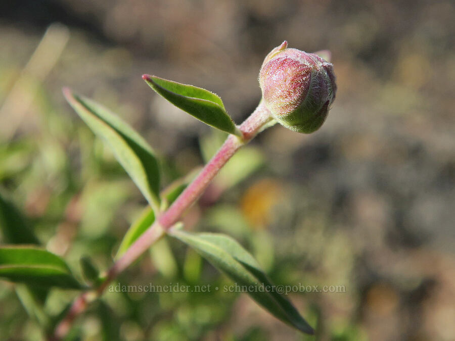 coyote-mint, budding (Monardella odoratissima) [Twelvemile Peak, Fremont-Winema National Forest, Lake County, Oregon]