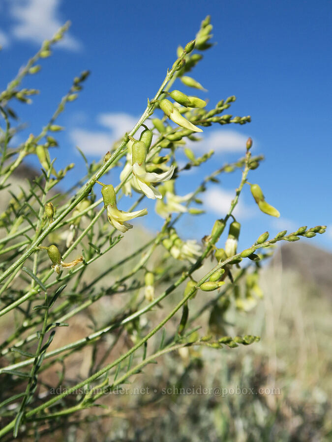 thread-stalk milk-vetch (Astragalus filipes) [Twelvemile Peak, Fremont-Winema National Forest, Lake County, Oregon]