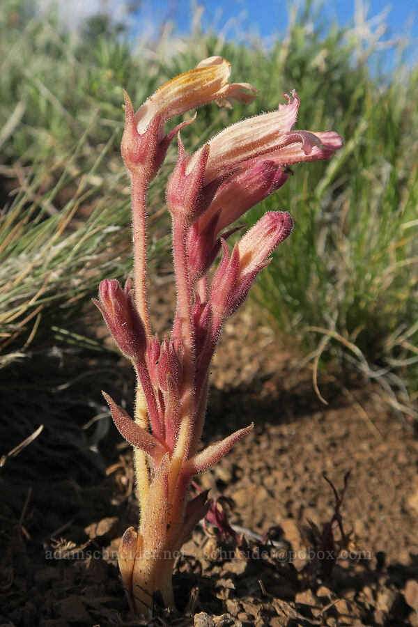 clustered broomrape (Aphyllon fasciculatum (Orobanche fasciculata)) [Twelvemile Peak, Fremont-Winema National Forest, Lake County, Oregon]