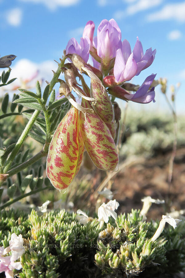 balloon-pod milk-vetch (Astragalus whitneyi var. confusus) [Twelvemile Peak, Fremont-Winema National Forest, Lake County, Oregon]