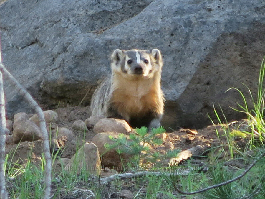 American badger (Taxidea taxus jeffersonii) [Forest Road 3615, Fremont-Winema National Forest, Lake County, Oregon]