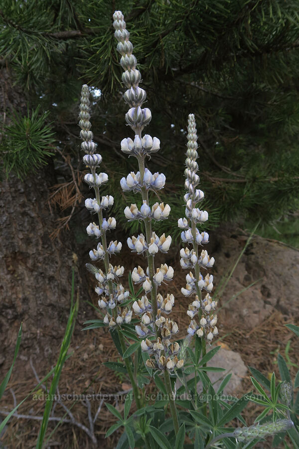 tall lupine (Lupinus sp.) [Mud Creek Campground, Fremont-Winema National Forest, Lake County, Oregon]