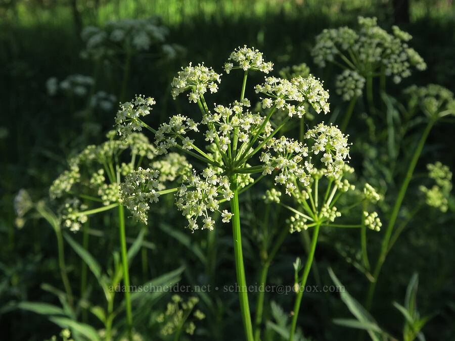 Gray's lovage (Ligusticum grayi) [Mud Creek Campground, Fremont-Winema National Forest, Lake County, Oregon]