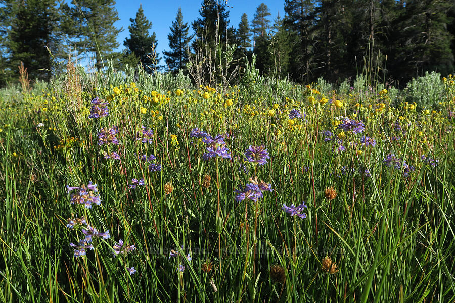 wildflowers [Mud Creek Campground, Fremont-Winema National Forest, Lake County, Oregon]