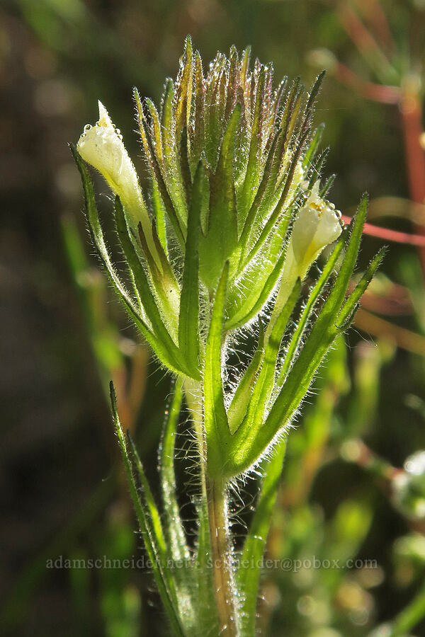 hairy paintbrush (Castilleja tenuis (Orthocarpus hispidus)) [Mud Creek Spring, Fremont-Winema National Forest, Lake County, Oregon]