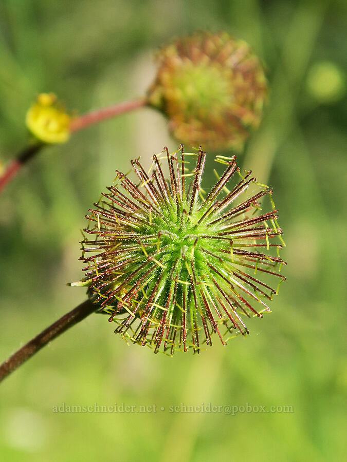 big-leaf avens, going to seed (Geum macrophyllum) [Mud Creek Spring, Fremont-Winema National Forest, Lake County, Oregon]