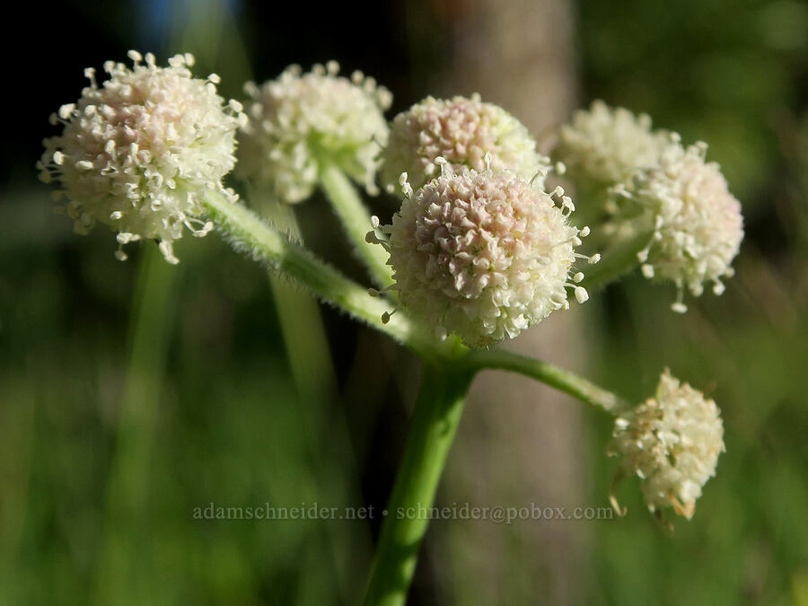 ranger's-buttons (Sphenosciadium capitellatum (Angelica capitellata)) [Mud Creek Spring, Fremont-Winema National Forest, Lake County, Oregon]