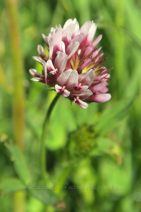 spring-bank clover (Trifolium wormskioldii) [Mud Creek Spring, Fremont-Winema National Forest, Lake County, Oregon]