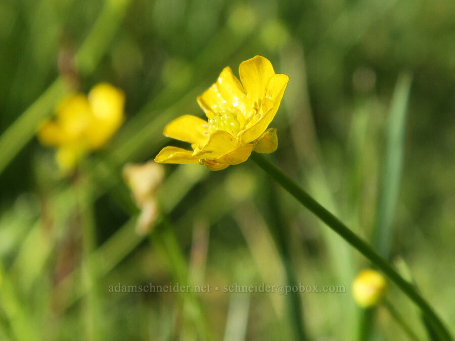 Hartweg's buttercup (Ranunculus alismifolius var. hartwegii) [Mud Creek Spring, Fremont-Winema National Forest, Lake County, Oregon]
