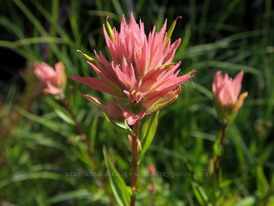 pink paintbrush (Castilleja miniata) [Mud Creek Spring, Fremont-Winema National Forest, Lake County, Oregon]