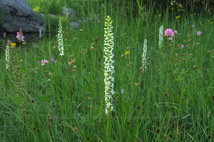 white bog orchid (et al.) (Platanthera dilatata (Habenaria dilatata)) [Mud Creek Spring, Fremont-Winema National Forest, Lake County, Oregon]