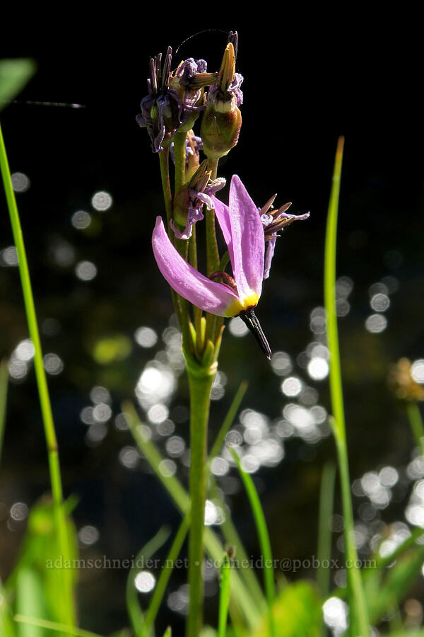 alpine shooting-star (Dodecatheon alpinum (Primula tetrandra)) [Mud Creek Spring, Fremont-Winema National Forest, Lake County, Oregon]