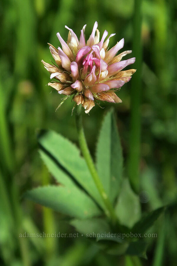 long-stalk clover (Trifolium longipes) [Mud Creek Spring, Fremont-Winema National Forest, Lake County, Oregon]