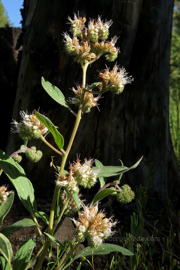 phacelia (Phacelia sp.) [Mud Creek Campground, Fremont-Winema National Forest, Lake County, Oregon]