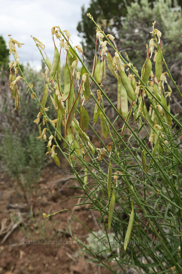 thread-stalk milk-vetch pods (Astragalus filipes) [East Bay Road, Lake County, Oregon]