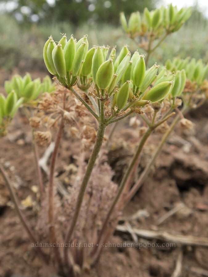 big-seed biscuitroot, gone to seed (Lomatium macrocarpum) [East Bay Road, Lake County, Oregon]