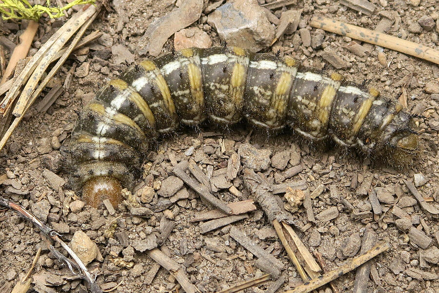 Pandora pine moth caterpillar (Coloradia pandora) [Hager Mountain Trail, Fremont-Winema National Forest, Lake County, Oregon]