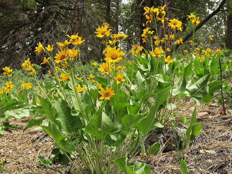 balsamroot (Balsamorhiza sp.) [Hager Mountain Trail, Fremont-Winema National Forest, Lake County, Oregon]