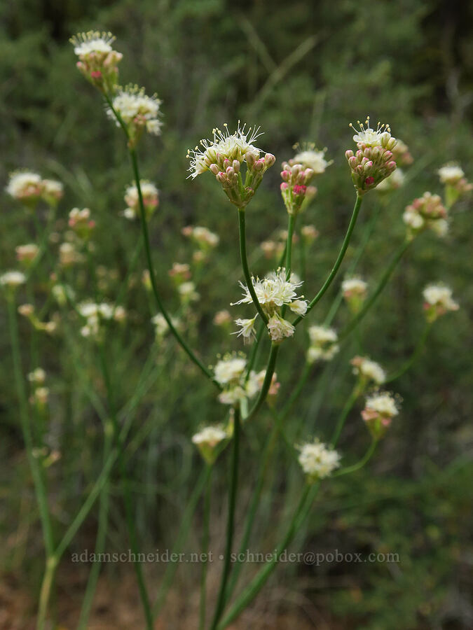 bare-stem buckwheat (Eriogonum nudum) [Hager Mountain Trail, Fremont-Winema National Forest, Lake County, Oregon]